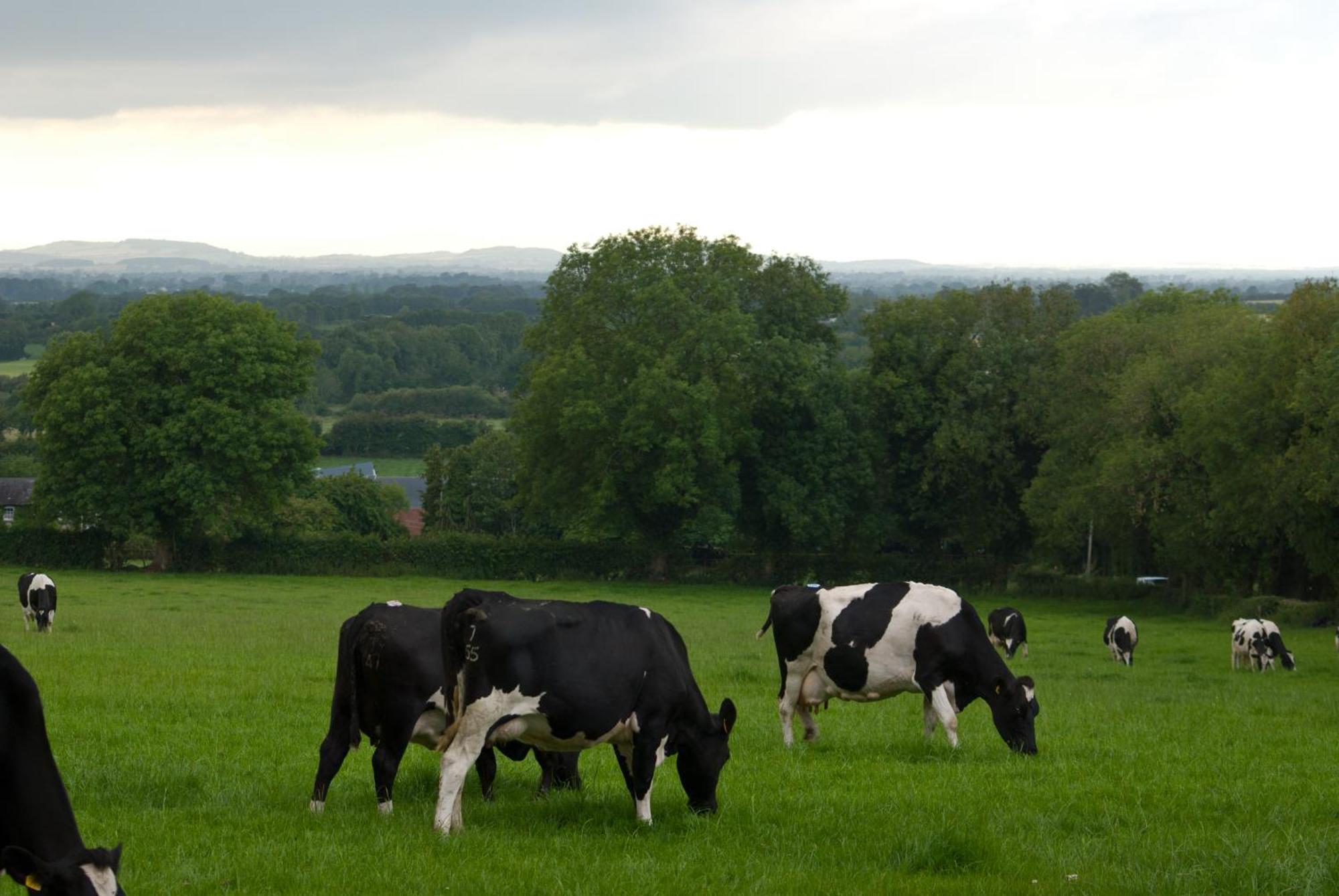 Ballindrum Farm B&B Athy Exterior photo