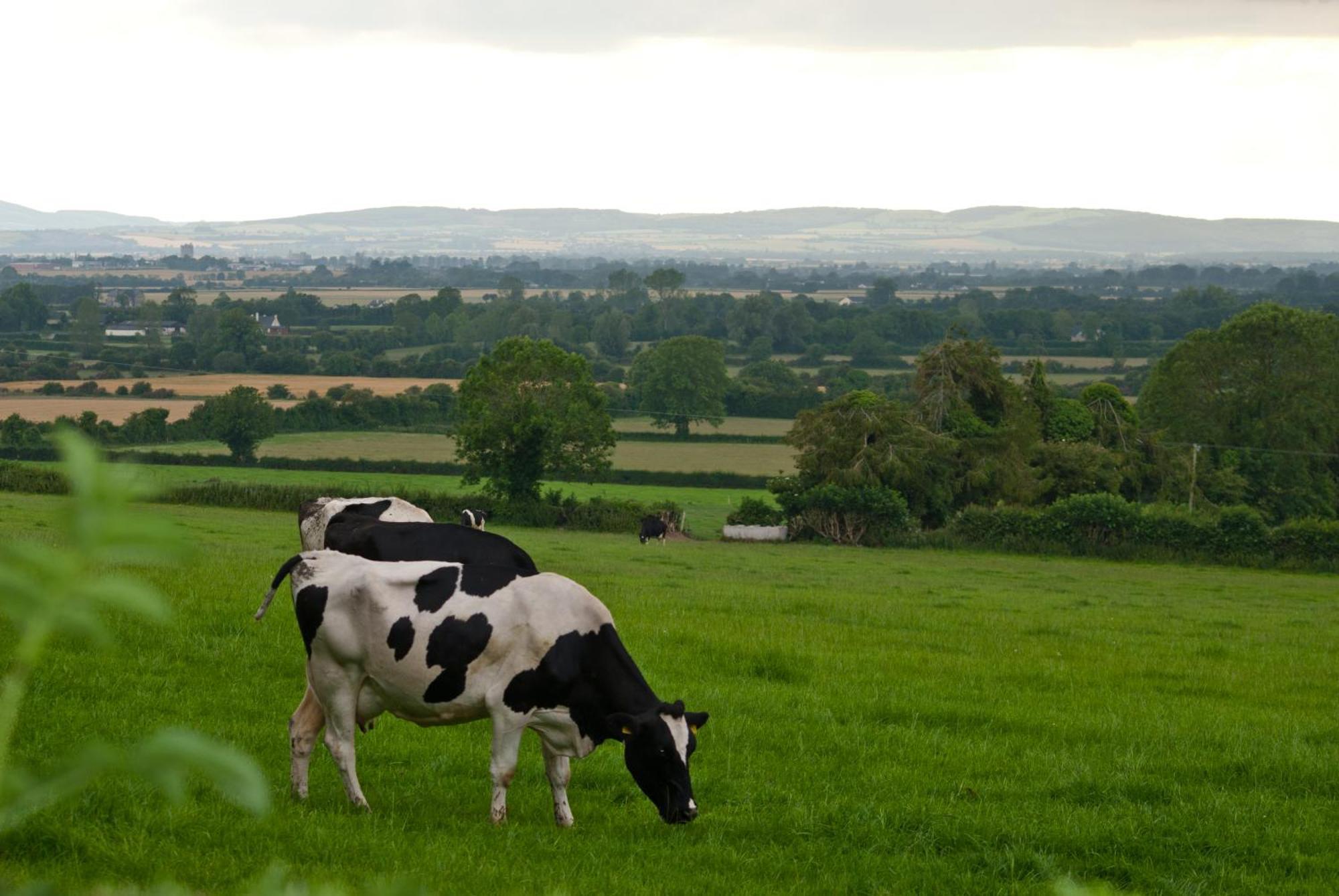 Ballindrum Farm B&B Athy Exterior photo